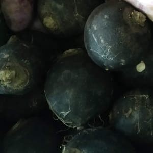 Radis d'hiver (ou radis rave)