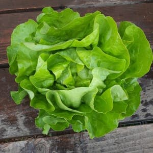 Salade laitue verte