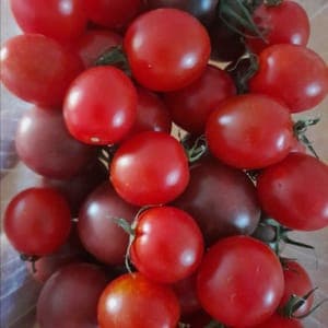Tomates Cerise/Cocktail
