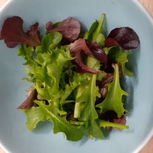 Salade jeunes pousses