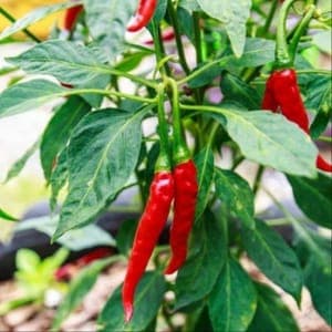 Plant de Piment 'de Cayenne' fort (étiquette orange rayé)