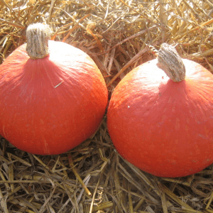 Courge Potimarron
