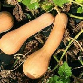 Courge longue de Nice