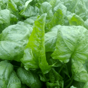Epinard feuille