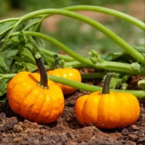 Plant de Courge 'Jack Be Little' (godet orange/jaune)