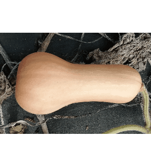 Butternut