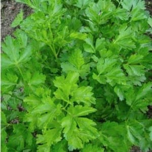 Plant de Persil plat 'Géant d'Italie'