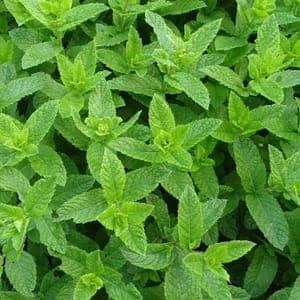 menthe