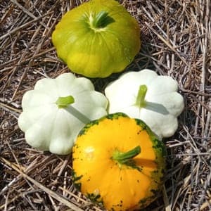 Pâtisson jeune et tendre