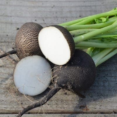 Radis noir rond