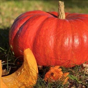 Courge Potiron rouge vif d'Etampes