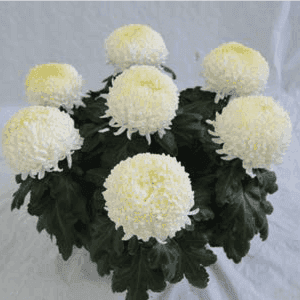 4/5 Têtes 26 cm blanc