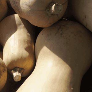 courge butternut