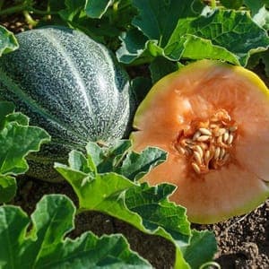 Plant de Melon 'Petit Gris de Rennes' (étiquette rose)