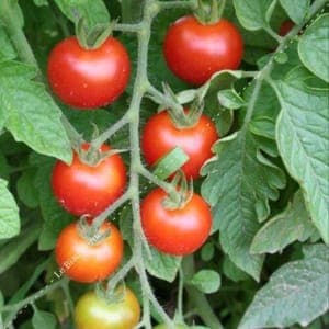 Plants de tomates cerises
