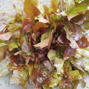 Laitue feuilles de chêne Red Bowl