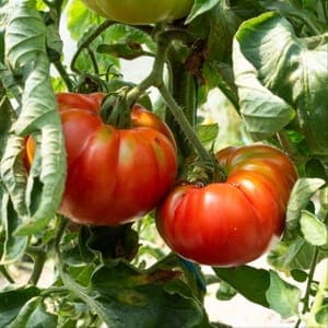 Plants de tomates