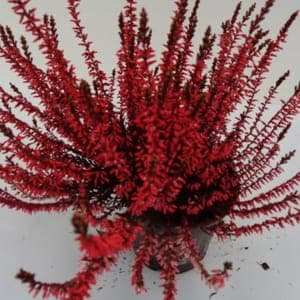 Calluna teintée rouge pot 14 cm
