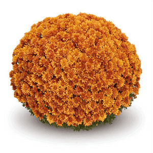 Pomponnette 19 cm orange