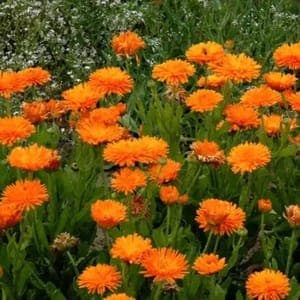 Plant de Souci officinal 'Calendula officinalis' - annuelle (étiquette orange)
