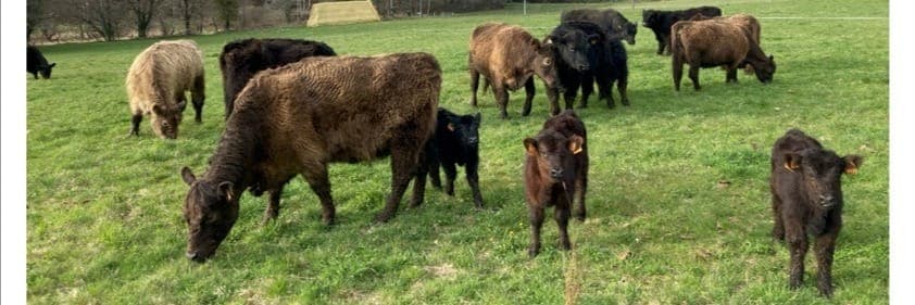 Bannière de Galloways des Monédières