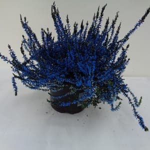 Calluna teintée bleue pot 14 cm