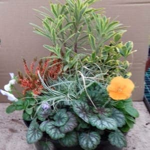 Coupe florale de 30 cm avec 7 plantes