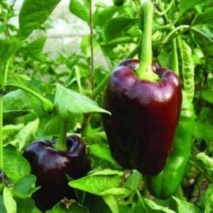 Plant de Poivron 'Chocolat' (étiquette violette)