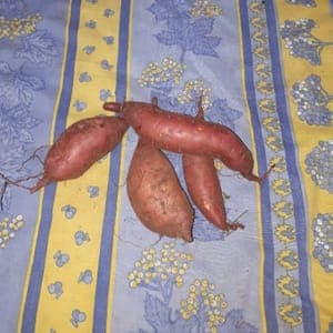 Patate douce  (OUVRIR L'ARTICLE POUR AVOIR ACCES A LA FICHE RECETTE)