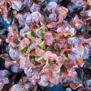 Salade feuille de chêne rouge