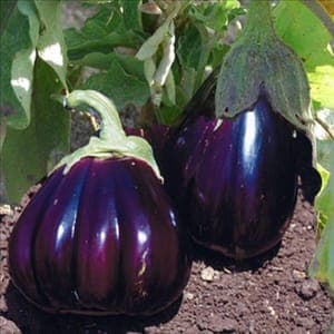 Aubergines