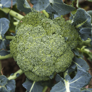 Chou Brocoli
