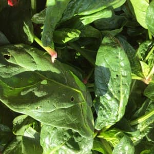 EPINARDS (Sac d'1 kg)