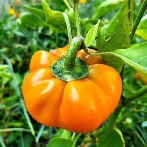 Plant de Poivron 'Mandarine' (étiquette orange)