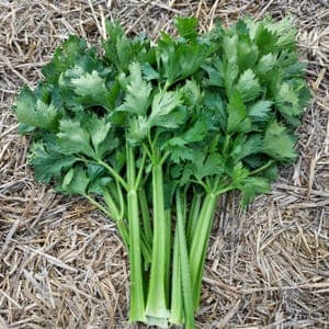 Céleri branche