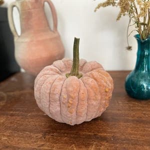 Courge