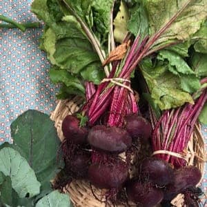 Betterave crue botte