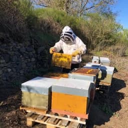 Le rucher de silvère #8