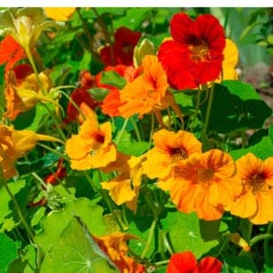 Plant de Capucine naine - annuelle (étiquette orange)