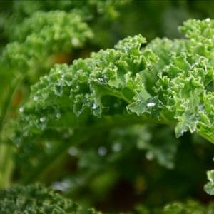 Choux Kale