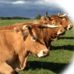 gaec bio villemin #0