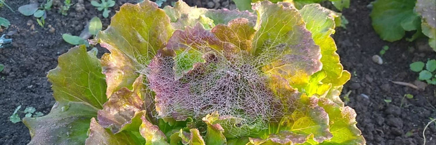 Bannière de La Ferme Intention