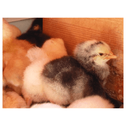 La Ferme Buissonnière #2
