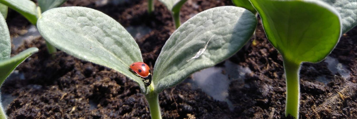 Bannière de La Ferme Aux Farfadets - Maraichage bio à Pey
