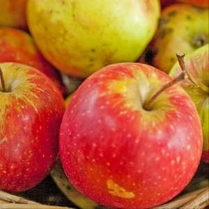 Pommier "Arlet" / Scion sur 106