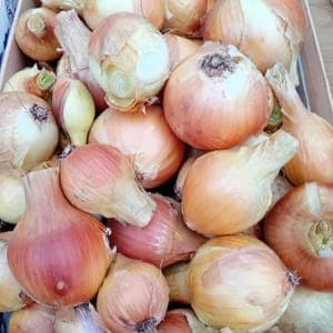 Oignons sec