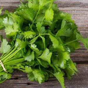 Bouquet coriandre bio