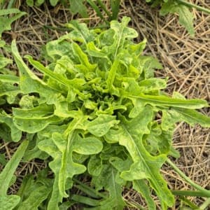 Salade cressonette marocaine