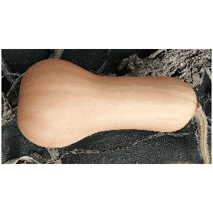 Butternut