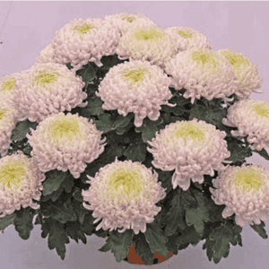 4/5 Têtes 19 cm rose
